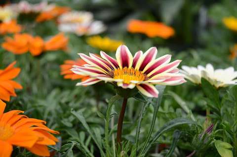 BRACKENRIG NURSERY AND MAINTENANCE